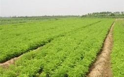 迷你世界新版本怎么种地_迷你世界手游怎么种地